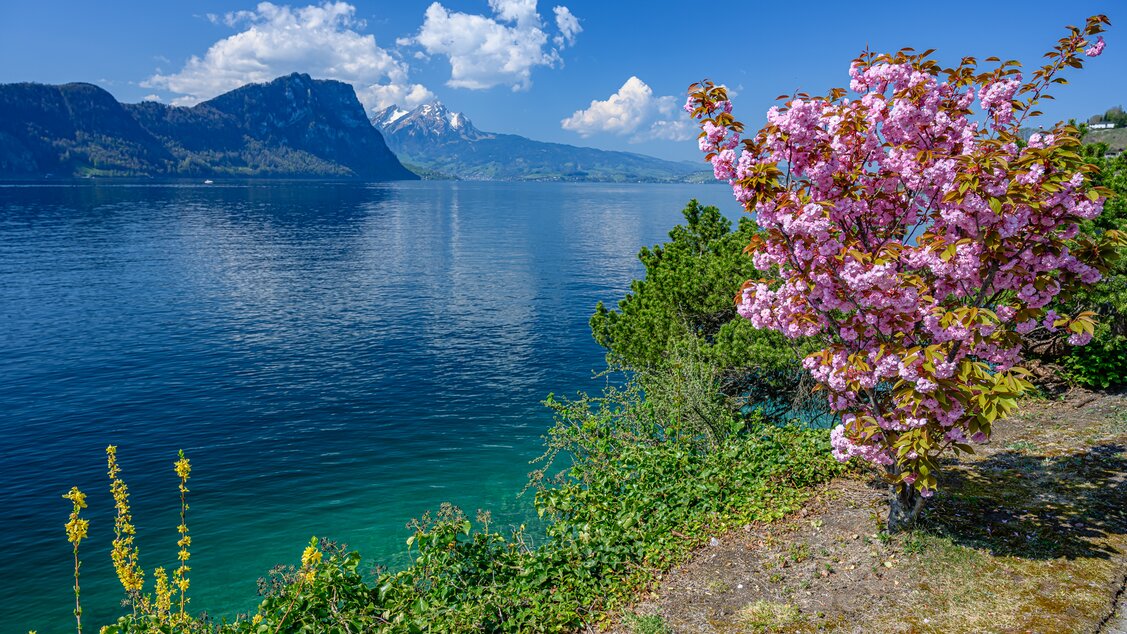 Blick auf Pilatus von Vitznau | © Herby-Foto-Art