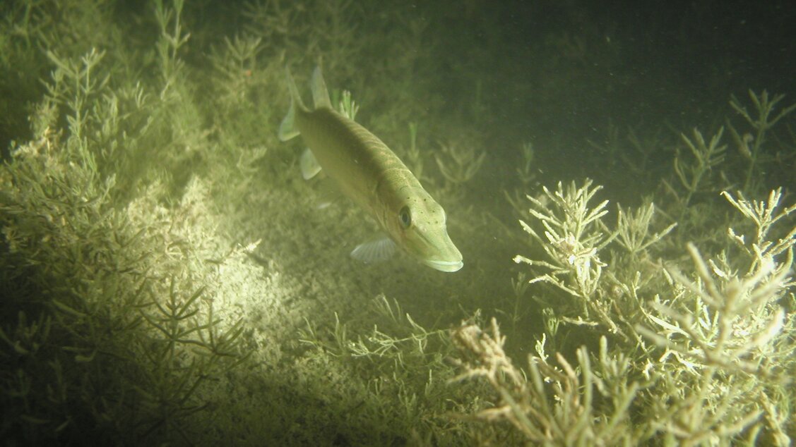 Unterwasserbild Vierwaldstättersee | © DTC Tauchschule Luzern Unterwasserbild Vierwaldstättersee | © DTC Tauchschule Luzern