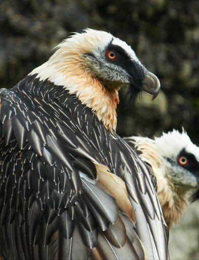 Bartgeier | © Natur- und Tierpark Goldau