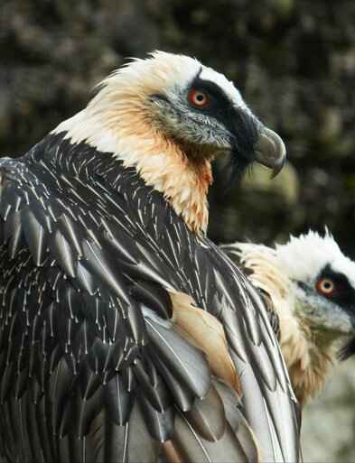 Bartgeier | © Natur- und Tierpark Goldau