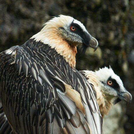 Bartgeier | © Natur- und Tierpark Goldau