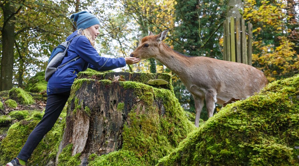 Sikahirsch mit Kind | © Natur- und Tierpark Goldau