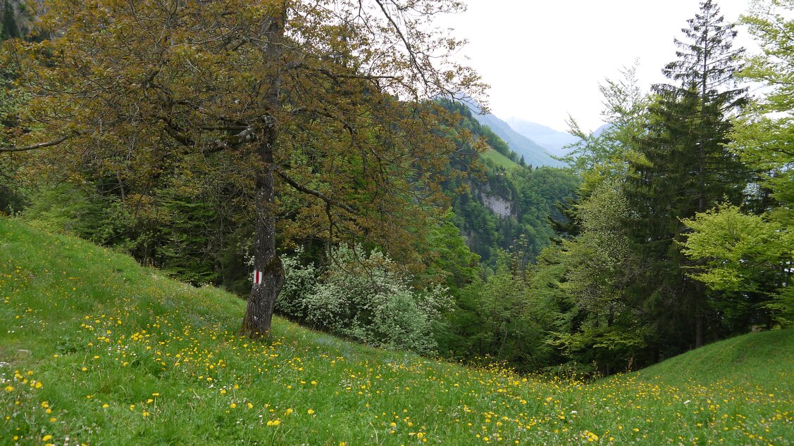 Höhenweg Vitznau - Wanderweg bei Brand Höhenweg Vitznau - Wanderweg bei Brand