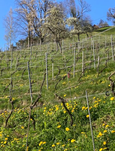 Weingut Mätzli