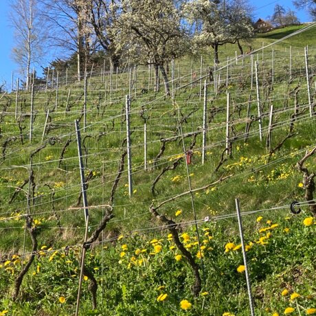 Weingut Mätzli