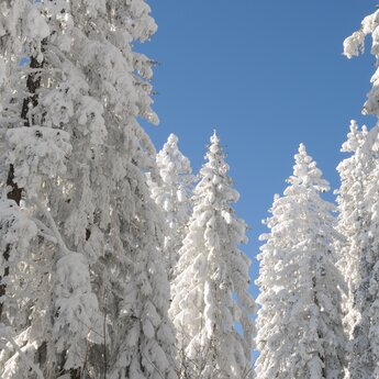 Schneelandschaft | © Heidi Duss-Bürgi Schneelandschaft | © Heidi Duss-Bürgi