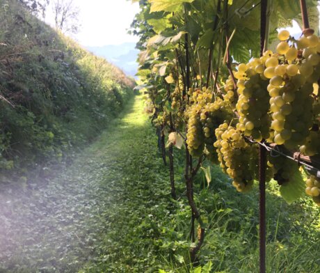 Landhof Muracher | © M. Tschuor Landhof Muracher | © M. Tschuor